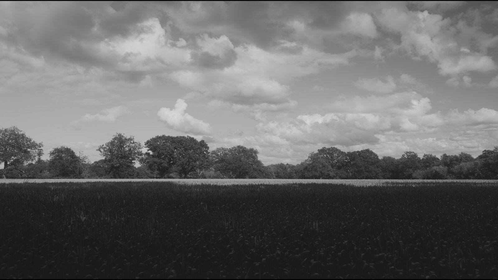 Mono Bohem 100 film stock applied to the demo frame