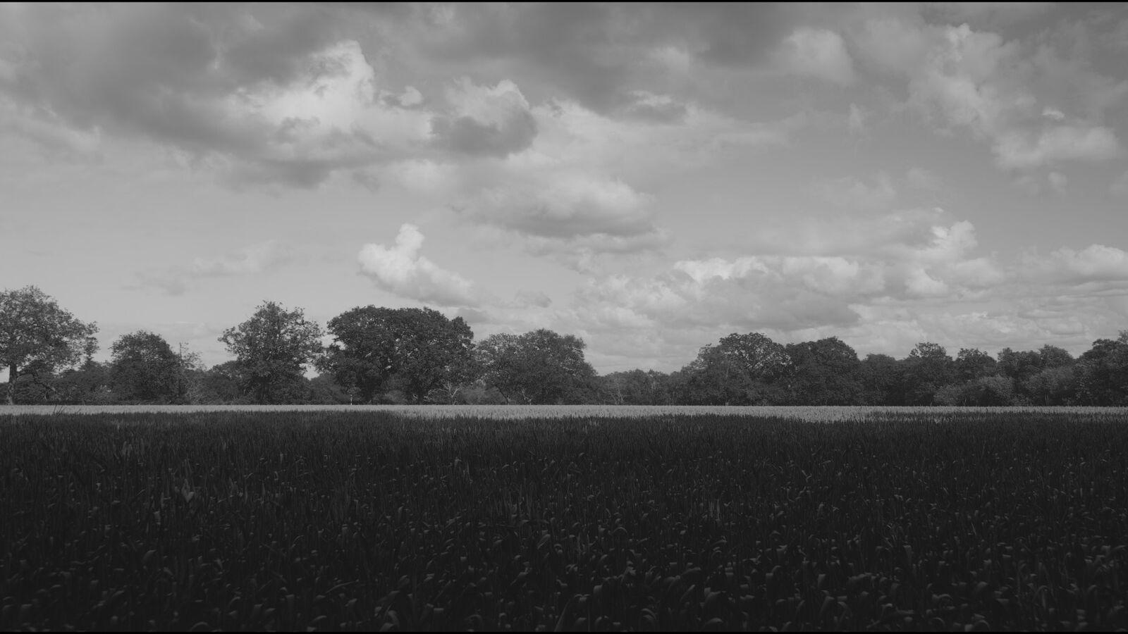 Mono Vertex 100 film stock applied to the demo frame